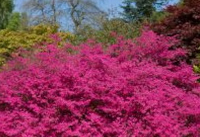 A pink bush
