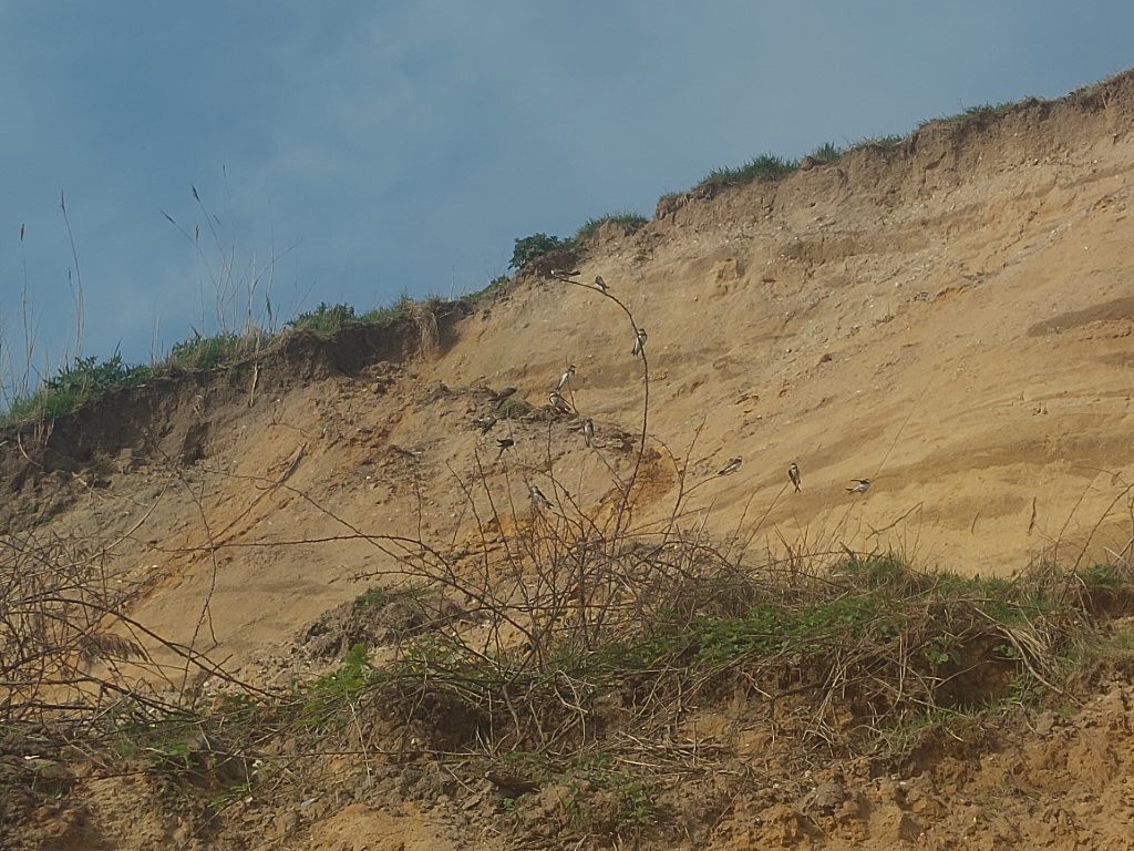 zoomed in photo of tiny birds perching on a bush on a cliffside