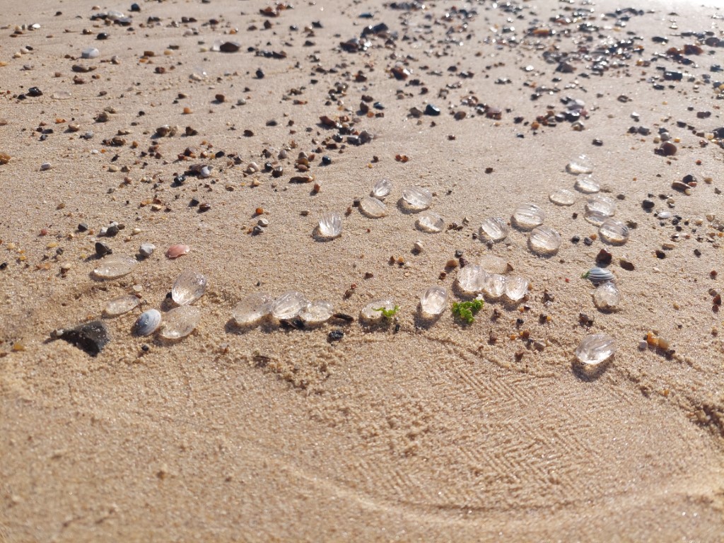 sand beach with scattered pepples and transleucent grape sized jelly balls