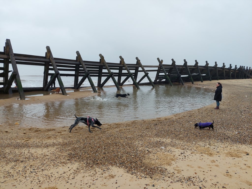 one woman watching four dogs running in a tide pool with broken wooden sea defences behind them