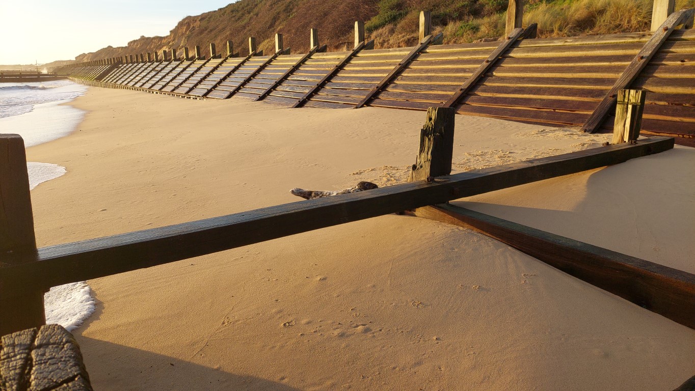 wooden beam of a groin half hiding a speckled seal pup on the beach. the sun is low with long shadows in the foreground.