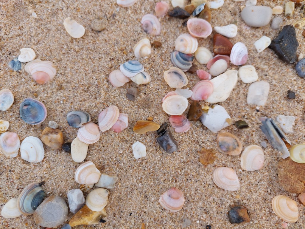 tiny pink, blue, yellow, and white shells on sand